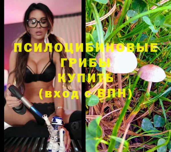 гашик Каменногорск